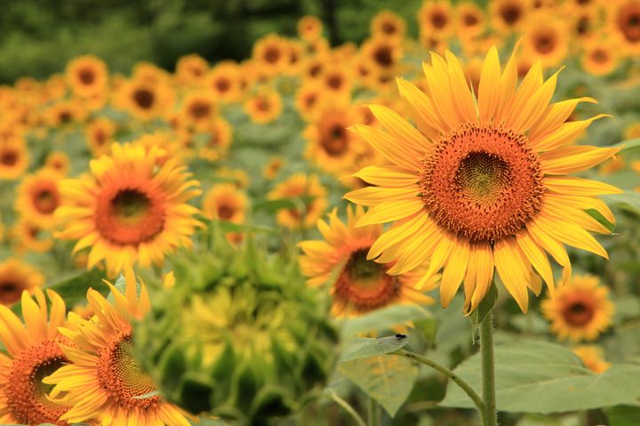 夏限定の黄色い絶景に魅せられる 関東の 絶景ひまわり畑 おすすめ10選 Retrip リトリップ