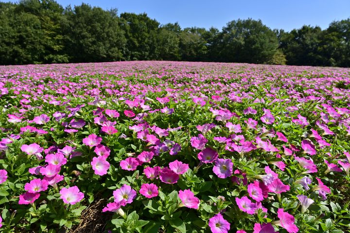 この夏大切な人へ届けたい 夏にピッタリの美しい花8選 Retrip リトリップ