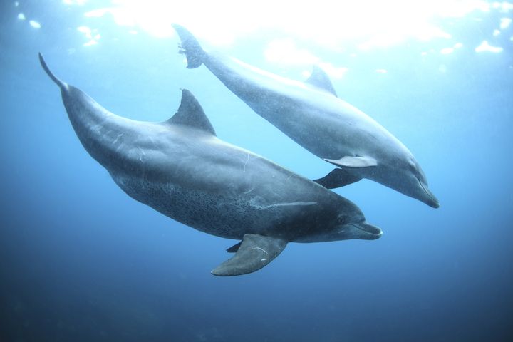 イルカと泳げる島を東京で発見！「御蔵島」で野生のイルカに会おう