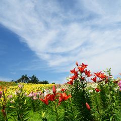 ユリってこんなに可愛かったんだ 可愛すぎる日本全国ユリの絶景10選 Retrip リトリップ