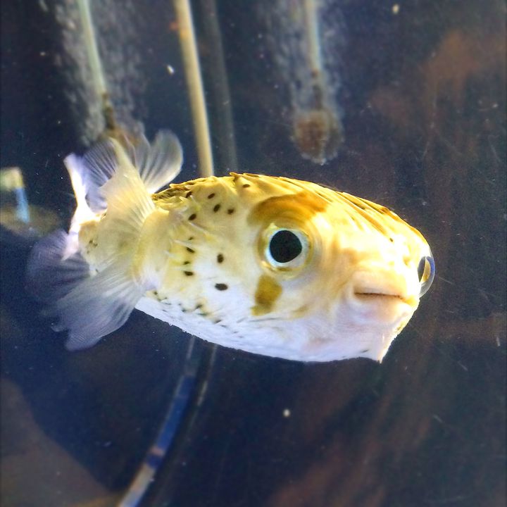 水族館で買えるパンって一体 とってもキュートな すいぞくパン が話題 Retrip リトリップ