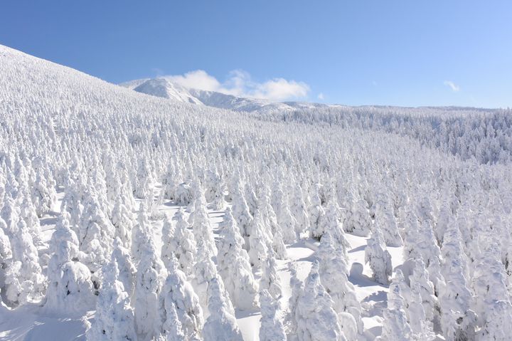 冬の絶景は樹氷抜きでは語れない！山形・蔵王の冬の楽しみ方7選をご紹介