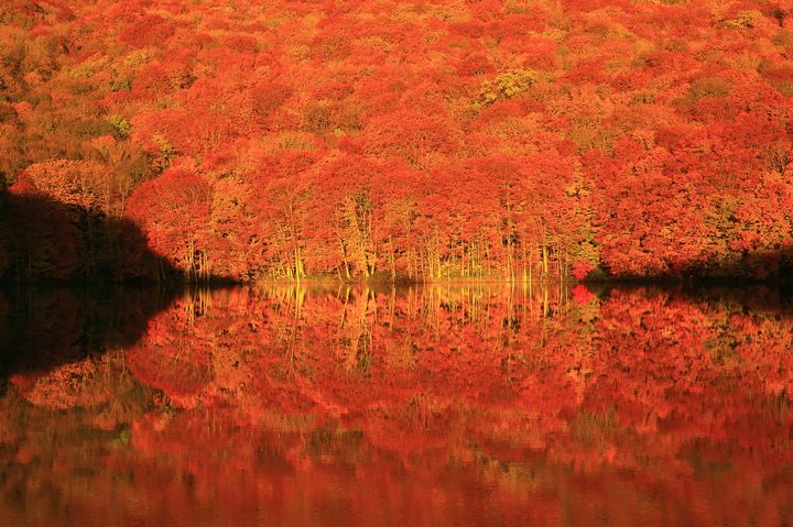 目を疑うほどの絶景！青森県「蔦沼」の夏の緑と秋の紅葉が美しすぎる