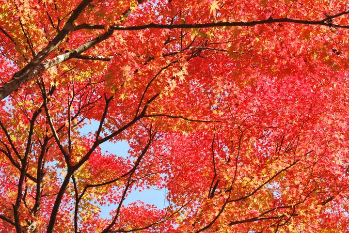10万人が感激の美しさ 岡山県の 奥津渓の紅葉 を見に行こう Retrip リトリップ