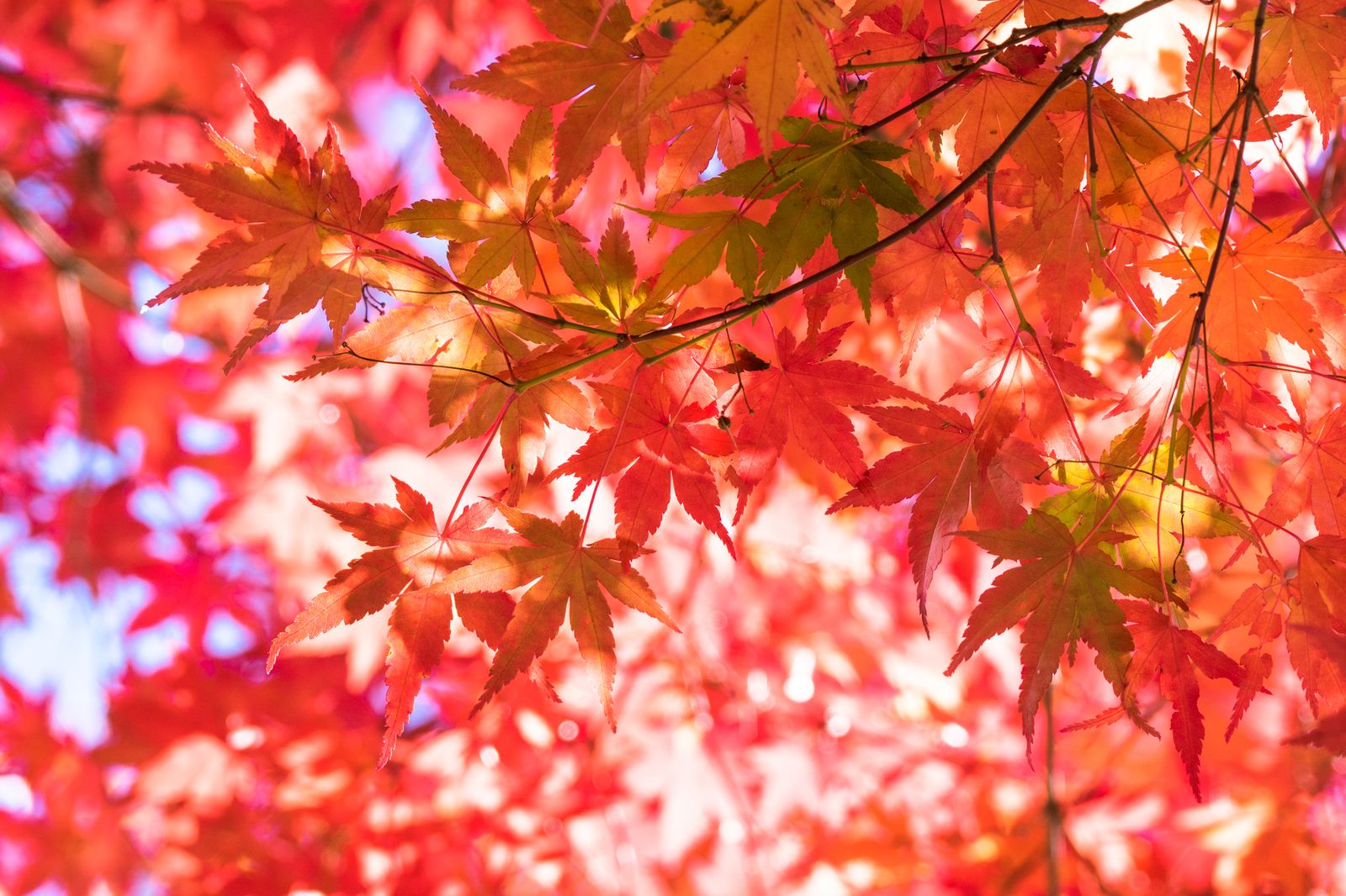 広尾でおしゃれに秋を感じる 超穴場紅葉スポット 有栖川宮記念公園 とは Retrip リトリップ