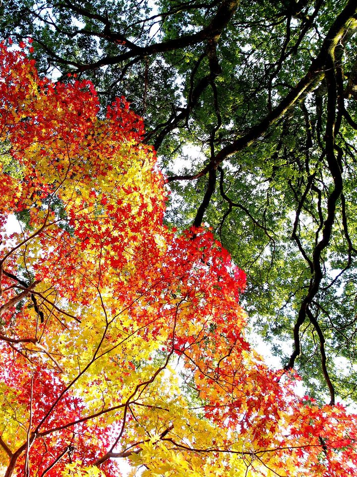 日本の秋 を写真に収めよう 尾関山公園 の紅葉が写真好きに大人気 Retrip リトリップ