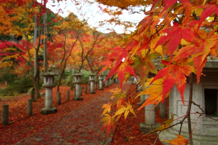 秋の絶景が見逃せない 京都 高山寺 の紅葉が美しすぎる Retrip リトリップ