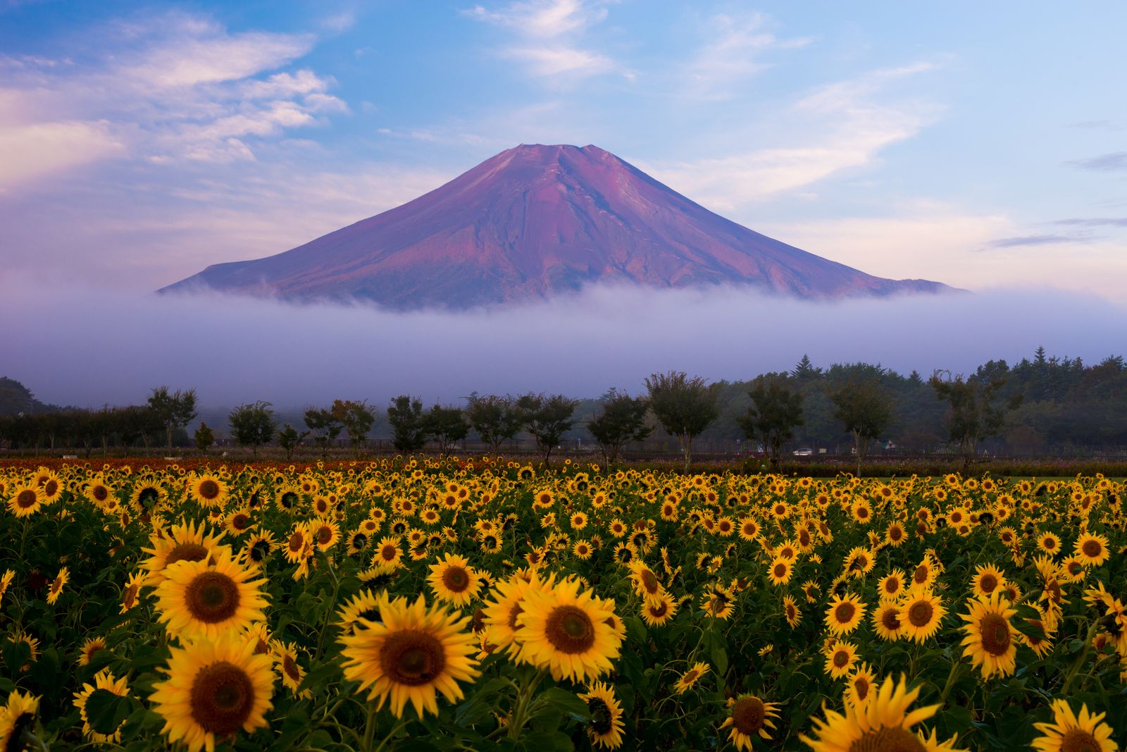 富士山を タダ で楽しむ 山のふもとの 山中湖花の都公園 が美しすぎる Retrip リトリップ