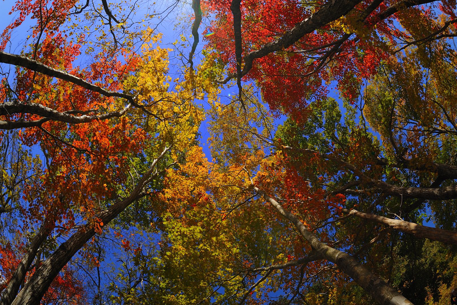 美しく色づく原生林 愛知県屈指の紅葉スポット きららの森 の魅力 Retrip リトリップ