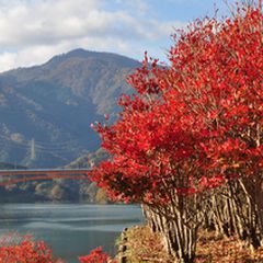 首都圏最大のダムだけが魅力じゃない 宮ヶ瀬湖 は神奈川の紅葉の名所だった Retrip リトリップ