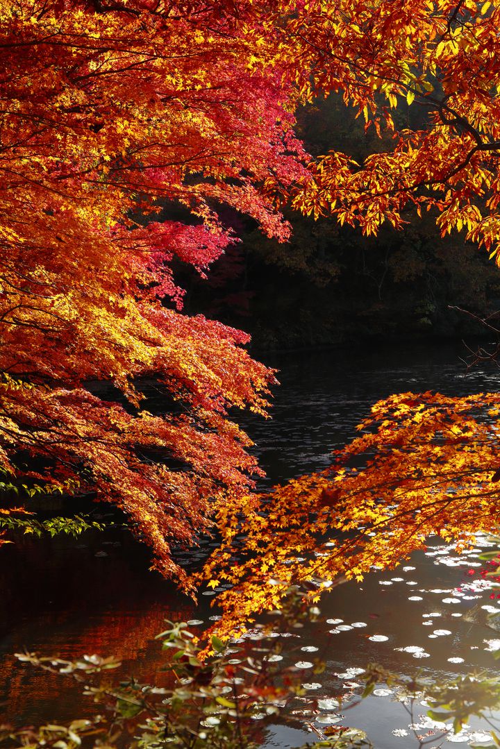 天橋立 が綺麗に見られる 京都 成相寺 の真っ赤な紅葉が美しい Retrip リトリップ