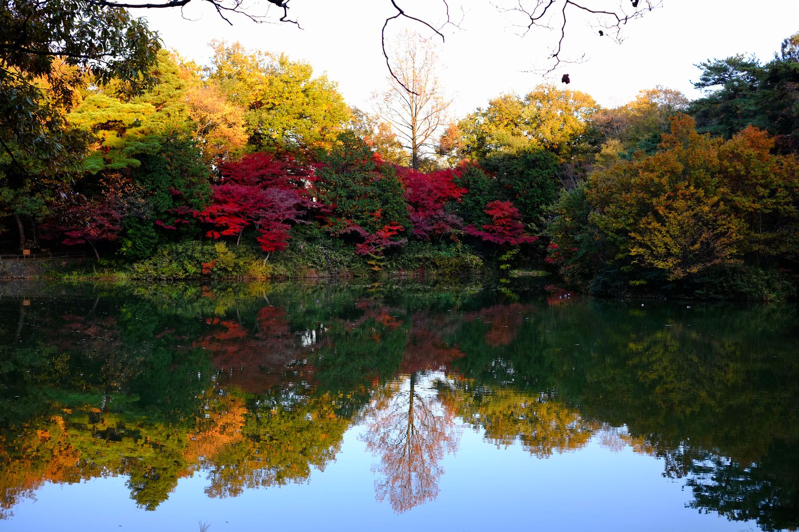 水 紅葉の絶景 埼玉 狭山湖 の水面に浮かぶ鮮やかな紅葉が美しい Retrip リトリップ