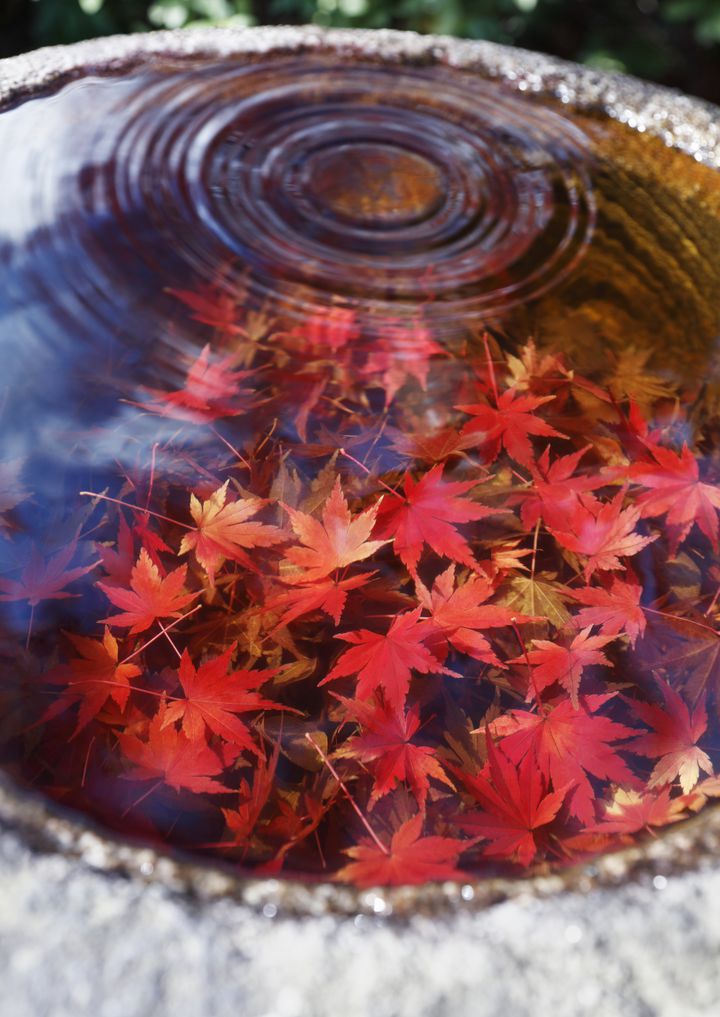 大阪の最強穴場紅葉スポット 花の名所 久安寺 の真っ赤な紅葉が美しすぎる Retrip リトリップ 大阪の最強穴場紅葉スポット 花の名所 久安寺 の真っ赤な紅葉が美しすぎる Retrip リトリップ