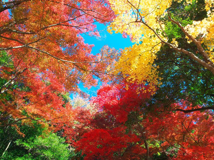 歴史と文化と紅葉狩り 定光寺 定光寺公園 の紅葉がとにかく美しすぎる Retrip リトリップ