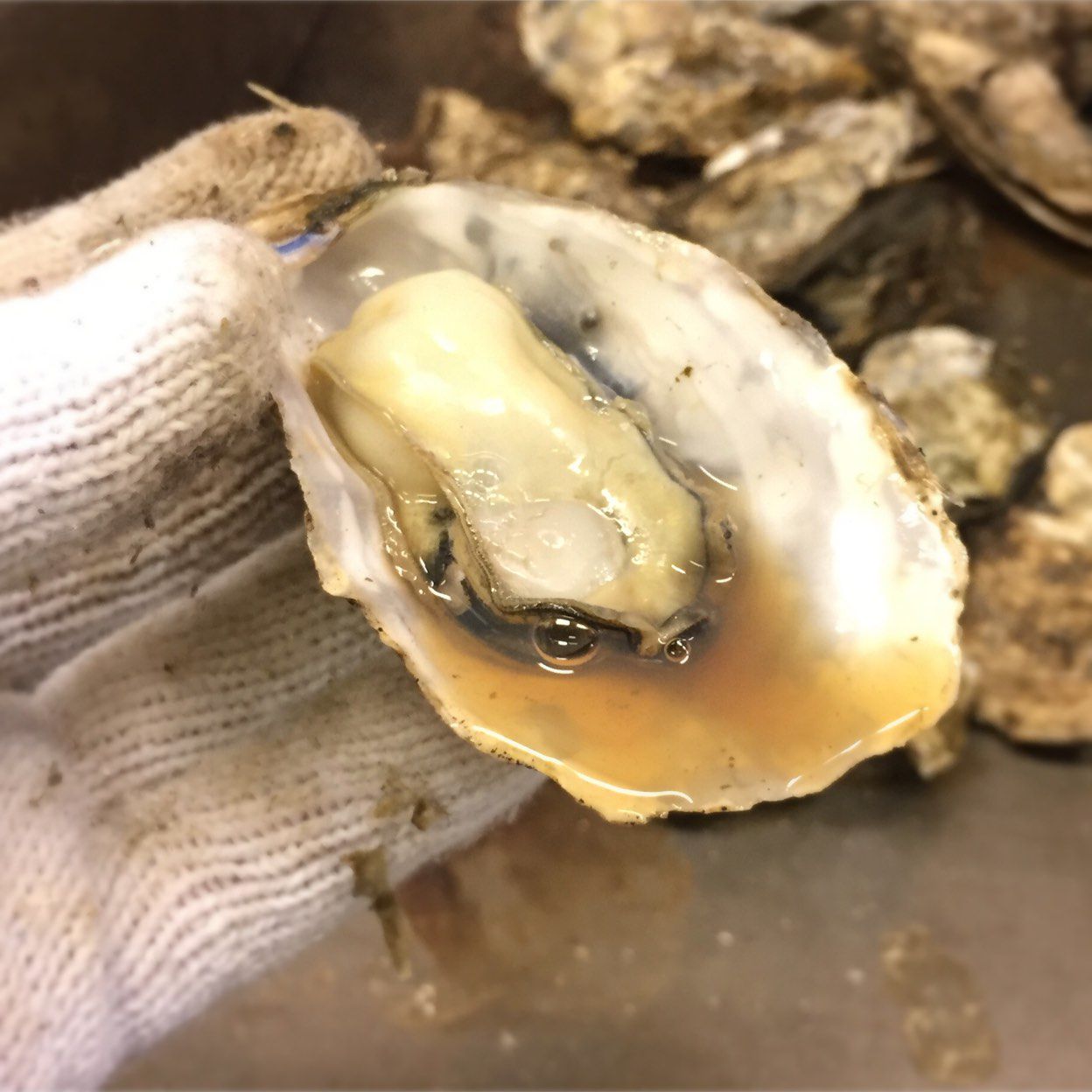 1枚目の画像 香川県 この冬には豪快に 牡蠣焼き食べ放題 はいかが Retrip リトリップ