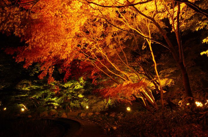 庭園と紅葉のコラボレーション 愛知県 徳川園 の紅葉がとても美しい Retrip リトリップ