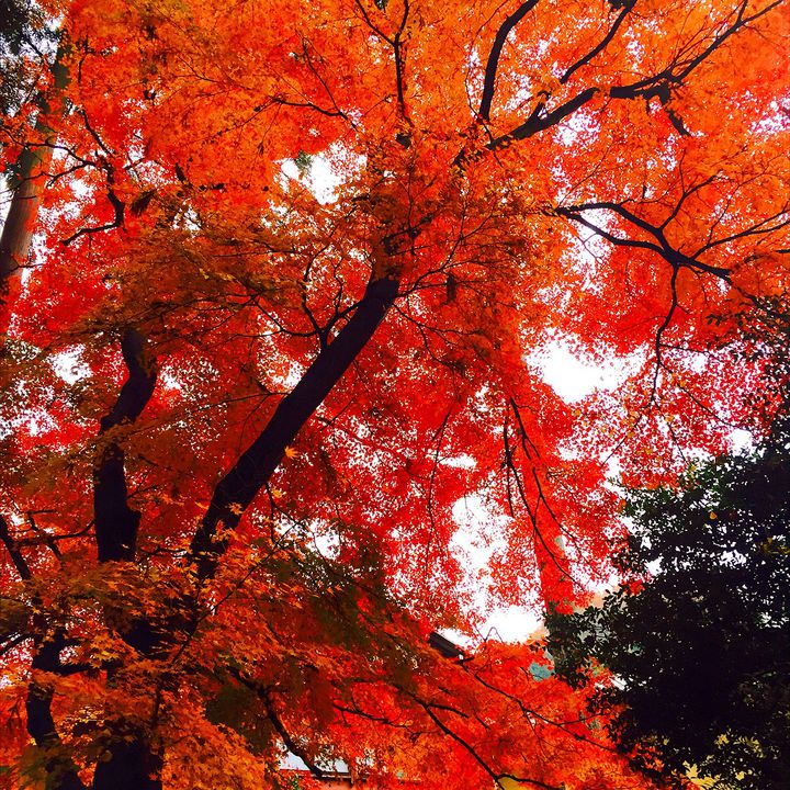 自然に囲まれて紅葉を堪能しよう 千葉県 青葉の森公園 の魅力 Retrip リトリップ