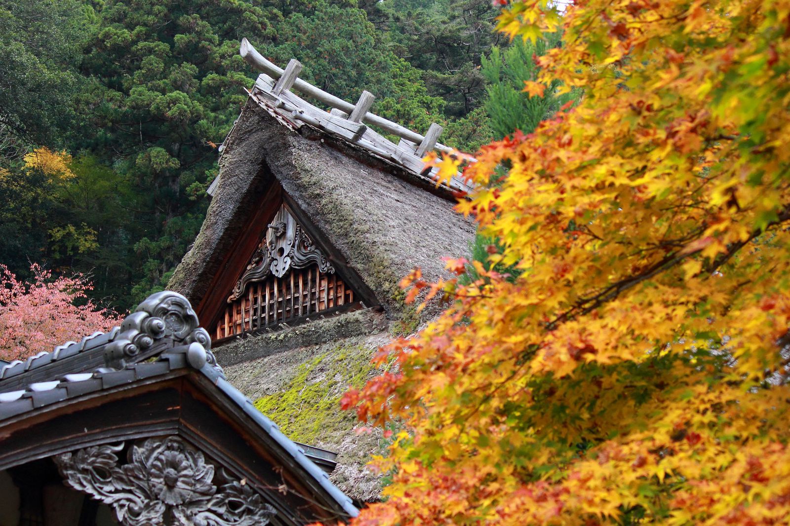 情緒溢れる 京都の秋 京都 常照皇寺 の紅葉が美しすぎると話題 Retrip リトリップ