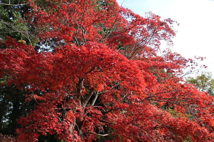 秋のハイキングにピッタリ 埼玉県を代表する紅葉スポット 天覧山 とは Retrip リトリップ