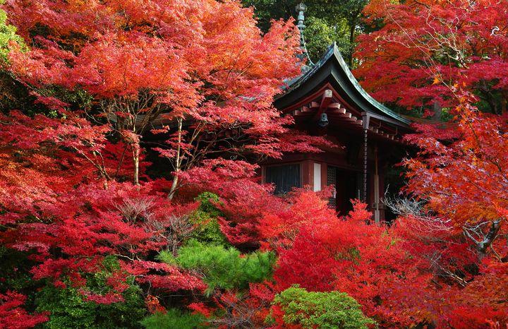 京都の紅葉穴場スポット！“山科毘沙門堂”の紅葉が美しすぎる