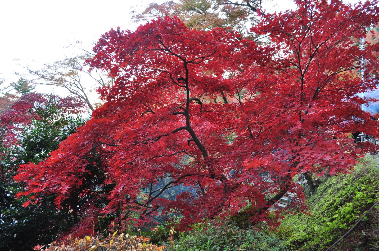 埼玉の穴場紅葉スポット 真っ赤に染まる秋の絶景 東郷公園 が美しすぎる Retrip リトリップ