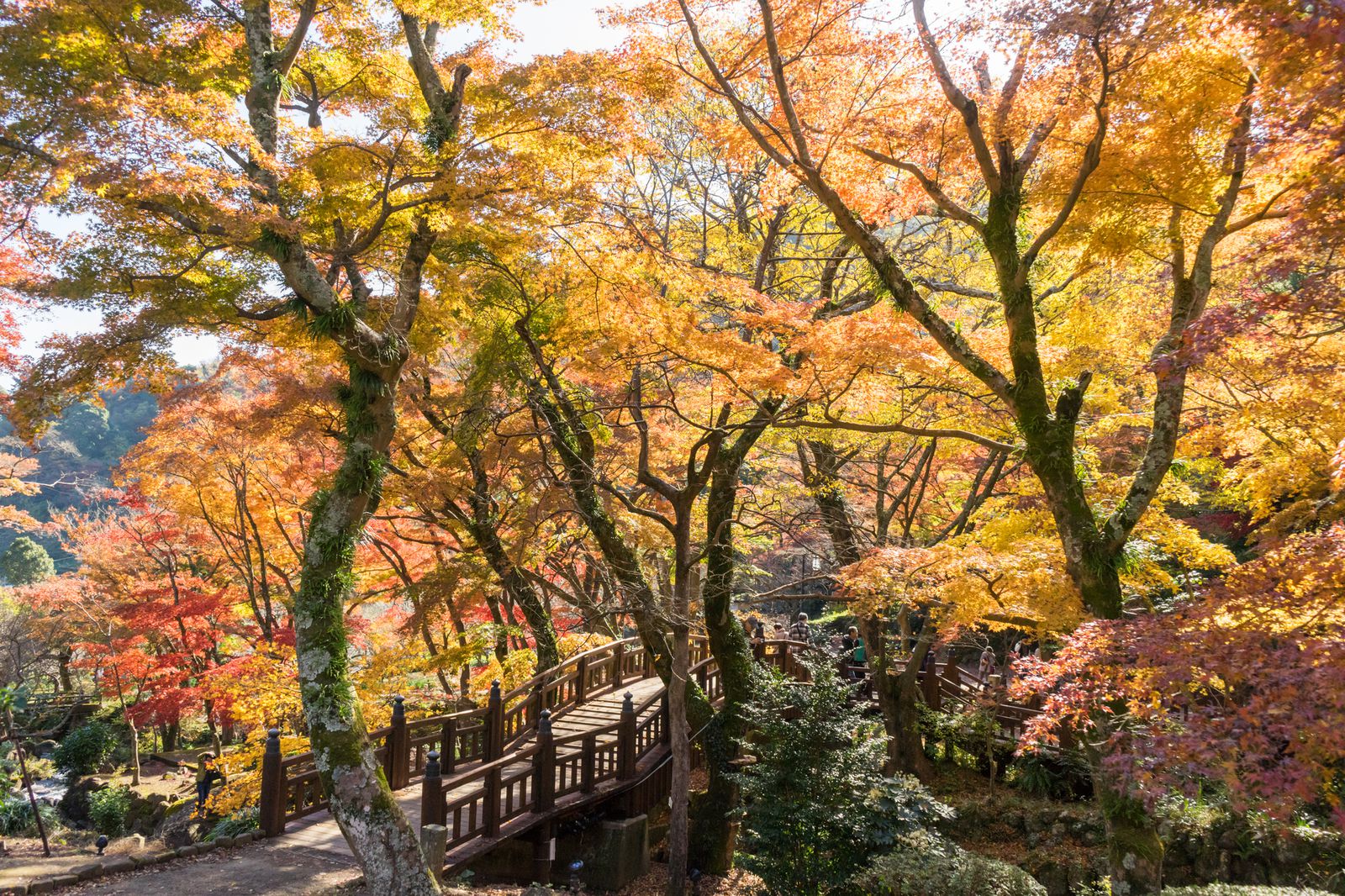 日本有数の紅葉の名所 愛知にある 滝頭公園 の紅葉が美しすぎる Retrip リトリップ
