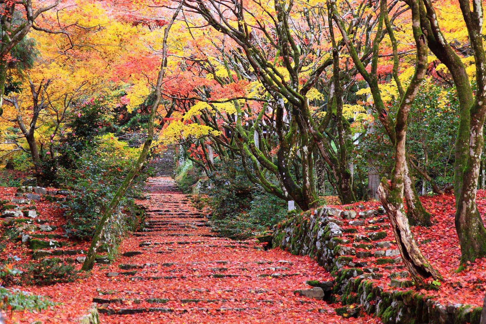 ここだけの 特別な秋 滋賀県の 人気紅葉スポット ランキングtop10 Retrip リトリップ