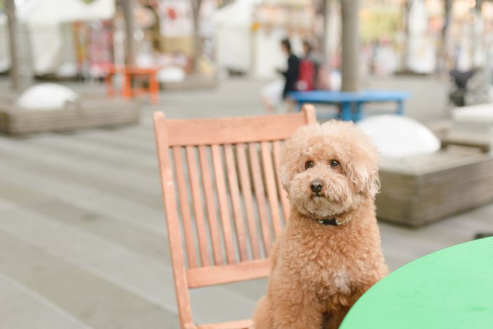 愛犬と一緒に楽しくランチ 東京都内の ペット同伴可 おしゃれカフェ7選 Retrip リトリップ