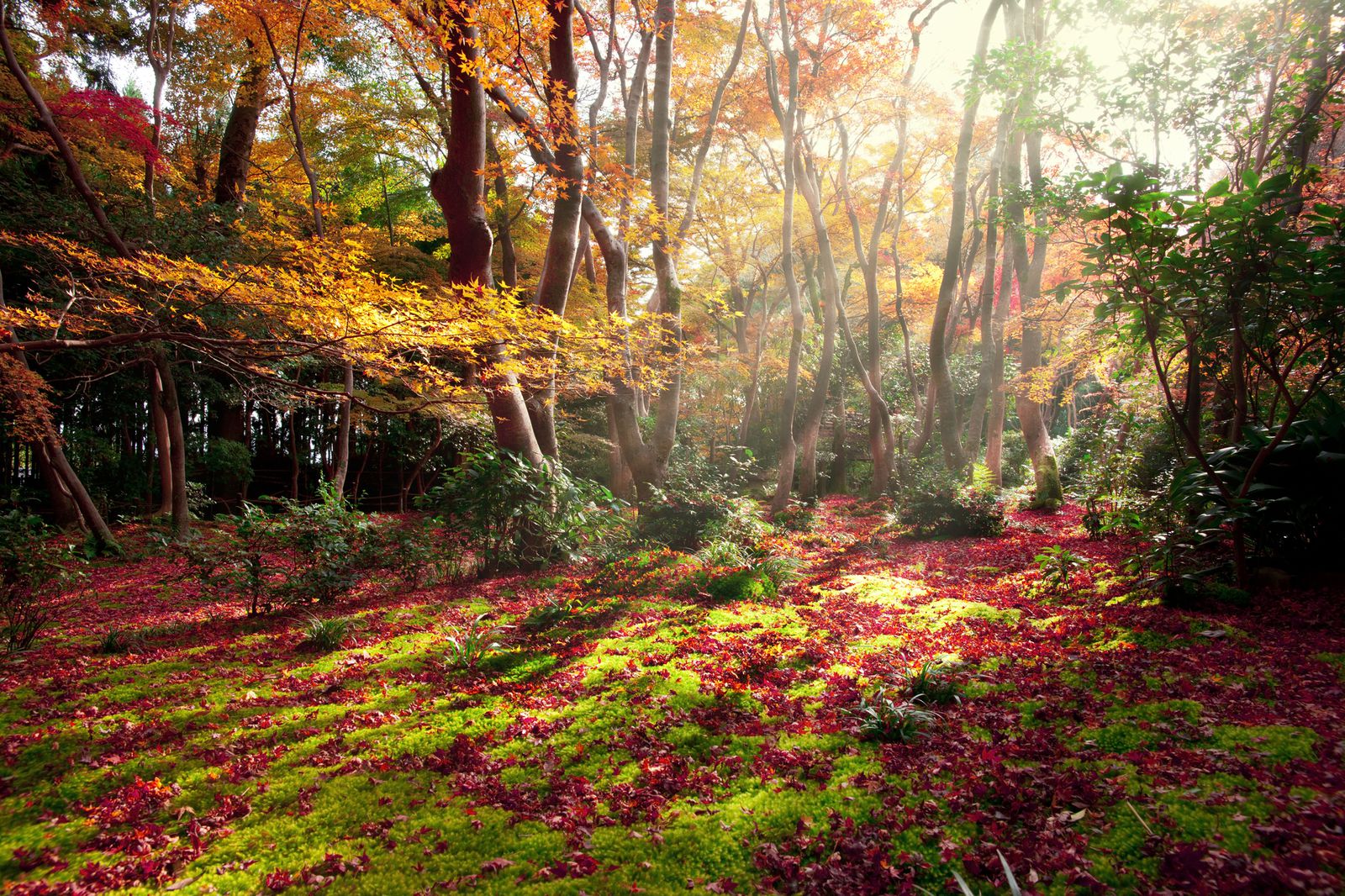 メイン画像 秋を彩る美しき 赤の絨毯 京都 祇王寺 の紅葉が絶景すぎる Retrip リトリップ