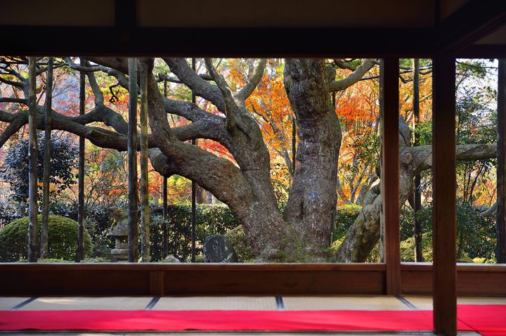 京都の秋と言えばここ 美しすぎる 紅葉名所 宝泉院 で癒されよう Retrip リトリップ