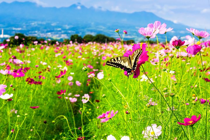 秋のお花見 に出かけない 関東の花畑スポット10選 Retrip リトリップ