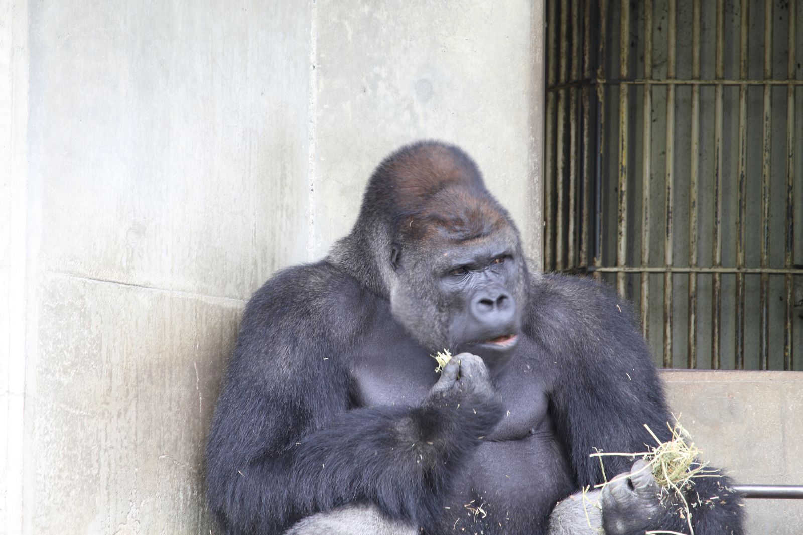 3枚目の画像 イケメンゴリラ シャバーニ が人気沸騰中 名古屋の東山動物園がおもしろい Retrip リトリップ