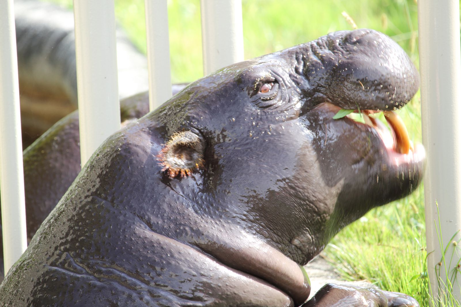 16枚目の画像 イケメンゴリラ シャバーニ が人気沸騰中 名古屋の東山動物園がおもしろい Retrip リトリップ