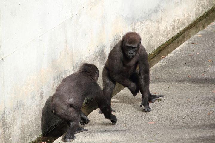 イケメンゴリラ シャバーニ が人気沸騰中 名古屋の東山動物園がおもしろい Retrip リトリップ