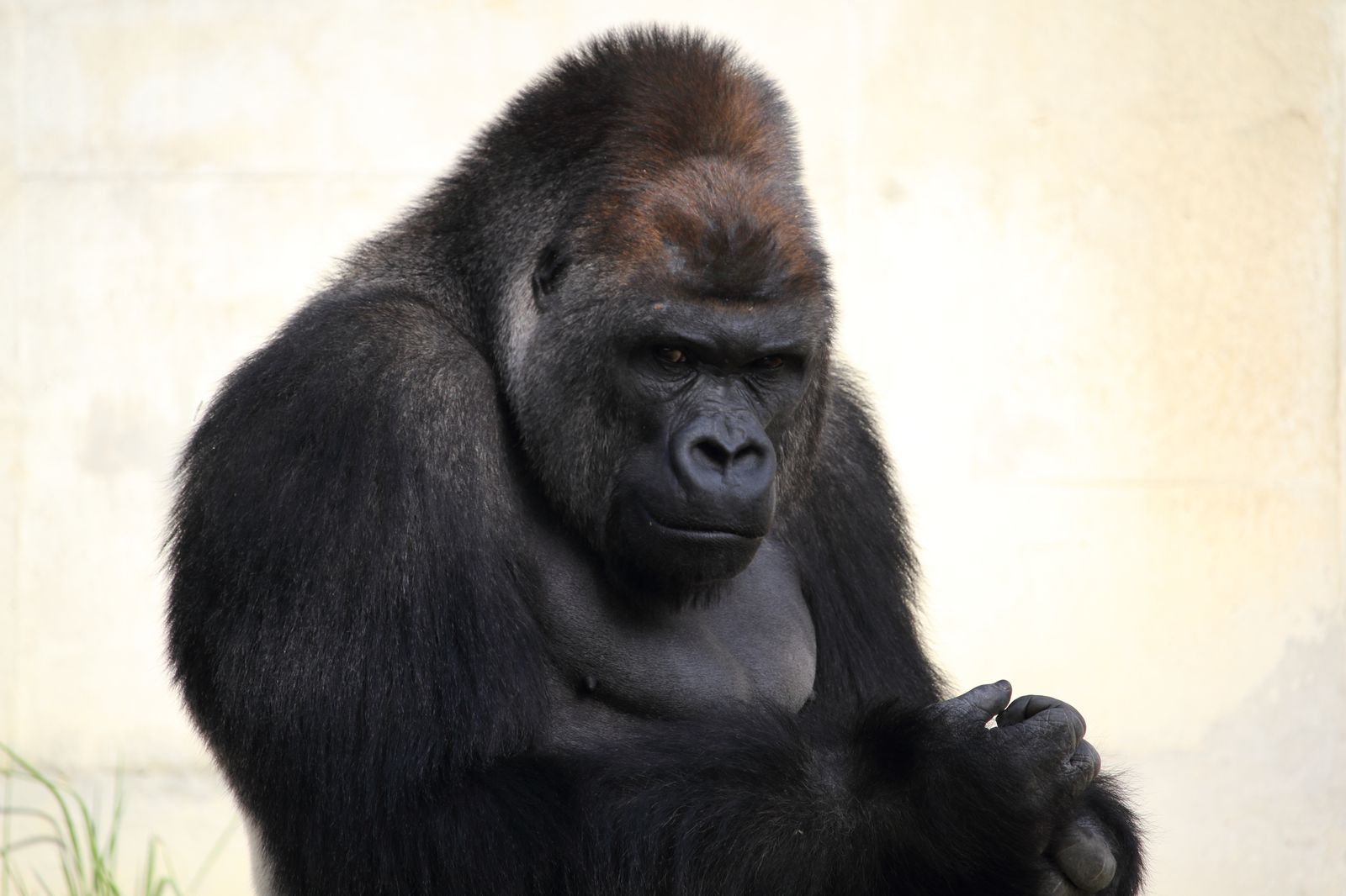 2枚目の画像 イケメンゴリラ シャバーニ が人気沸騰中 名古屋の東山動物園がおもしろい Retrip リトリップ