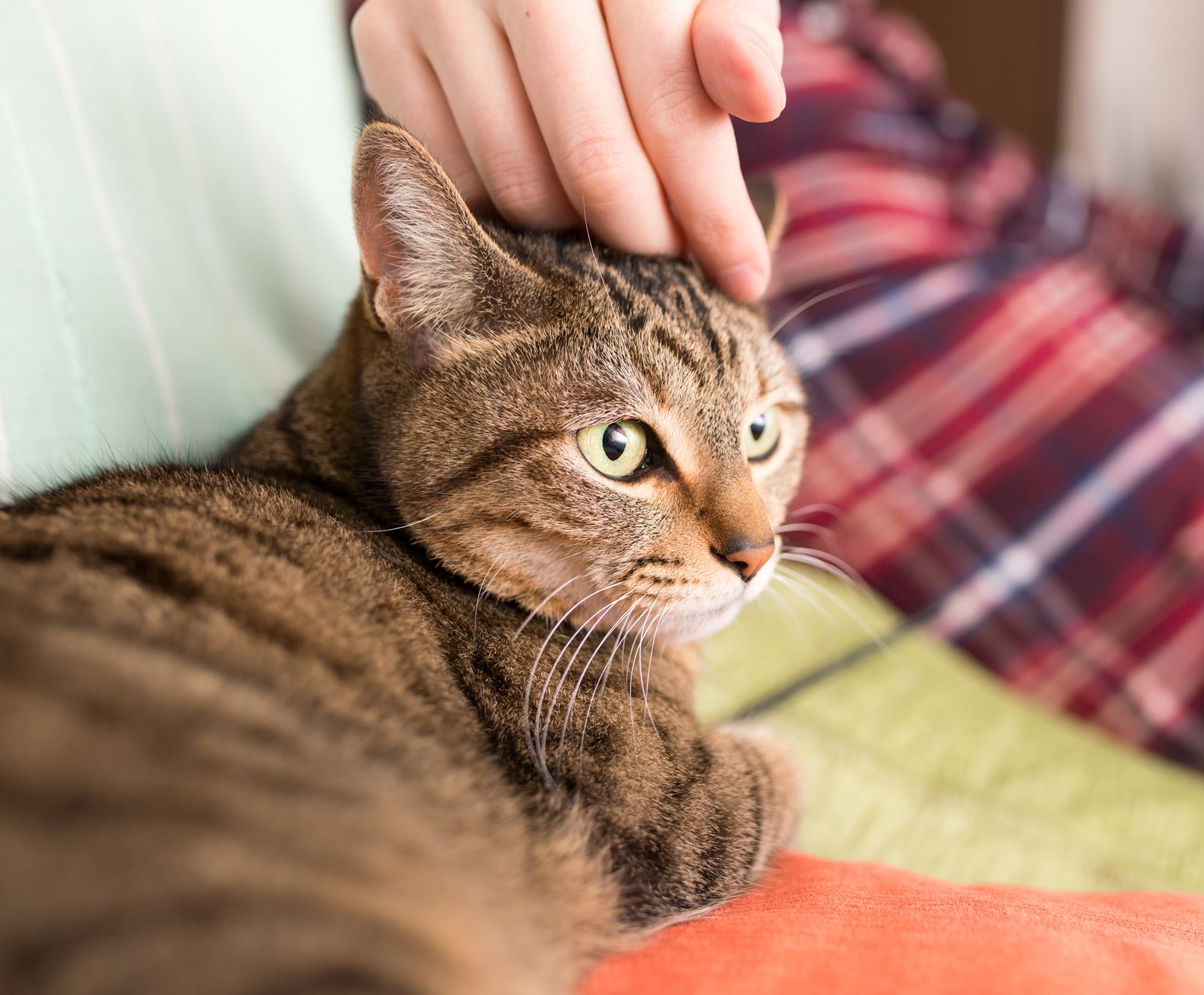 猫好きのノマドさん必見 電源 Wi Fi完備の東京都内 猫カフェ 5選 Retrip リトリップ