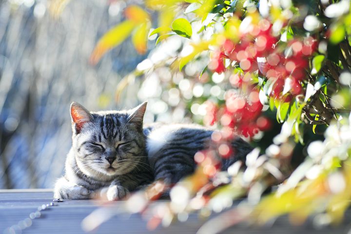 きっと あの猫たちに会える 映画 猫の恩返し の舞台は素敵な街だった Retrip リトリップ