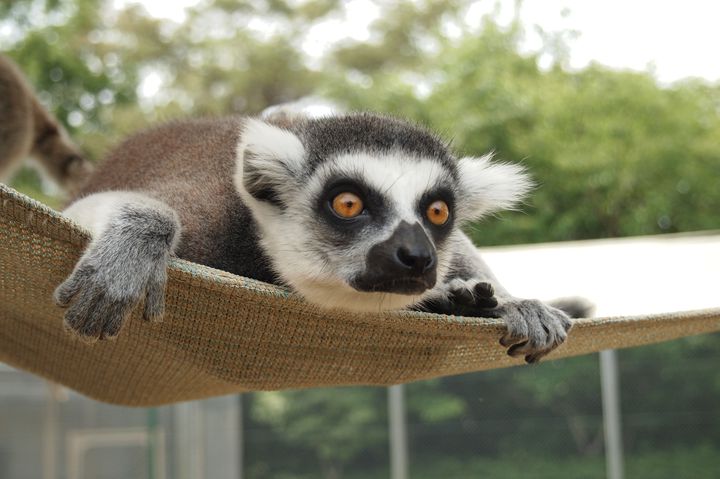 北陸 中部の動物園は目玉がいっぱい おすすめ動物園ランキングtop15 Retrip リトリップ