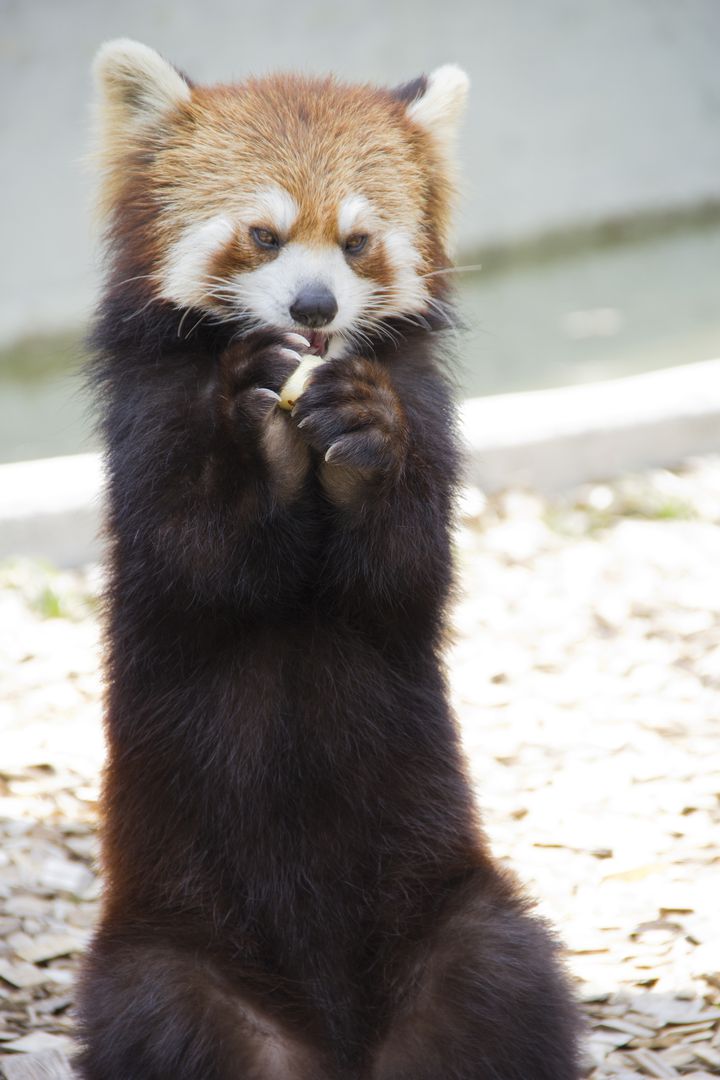 北陸 中部の動物園は目玉がいっぱい おすすめ動物園ランキングtop15 Retrip リトリップ