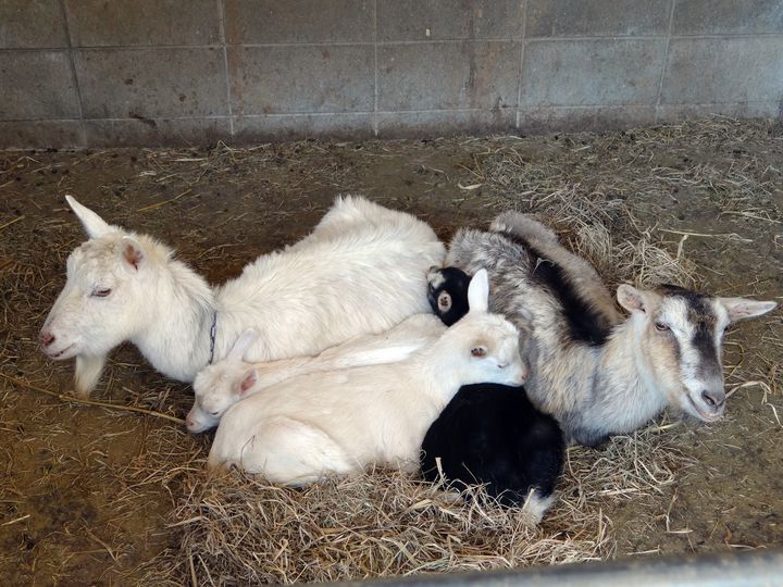 家族で学ぼう 中国 四国地方で人気の動物園ランキングtop15 Retrip リトリップ