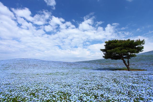 絶景広がる花畑に出かけてみませんか 日本各地のおすすめ花畑50選 Retrip リトリップ