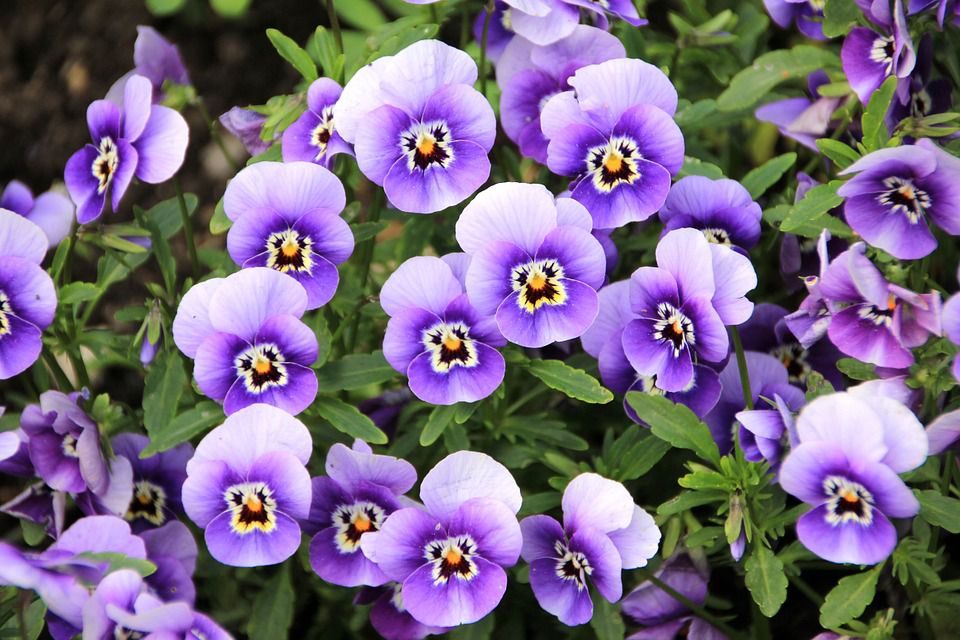 米テネシー州 メンフィス植物園 四季の花と人気イベント盛りだくさん Retrip リトリップ