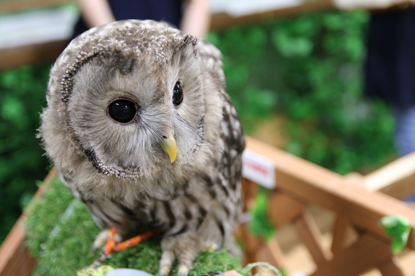 疲れたあなたにフクロウたちの不思議な空間 アウルの森 で癒されたい Retrip リトリップ