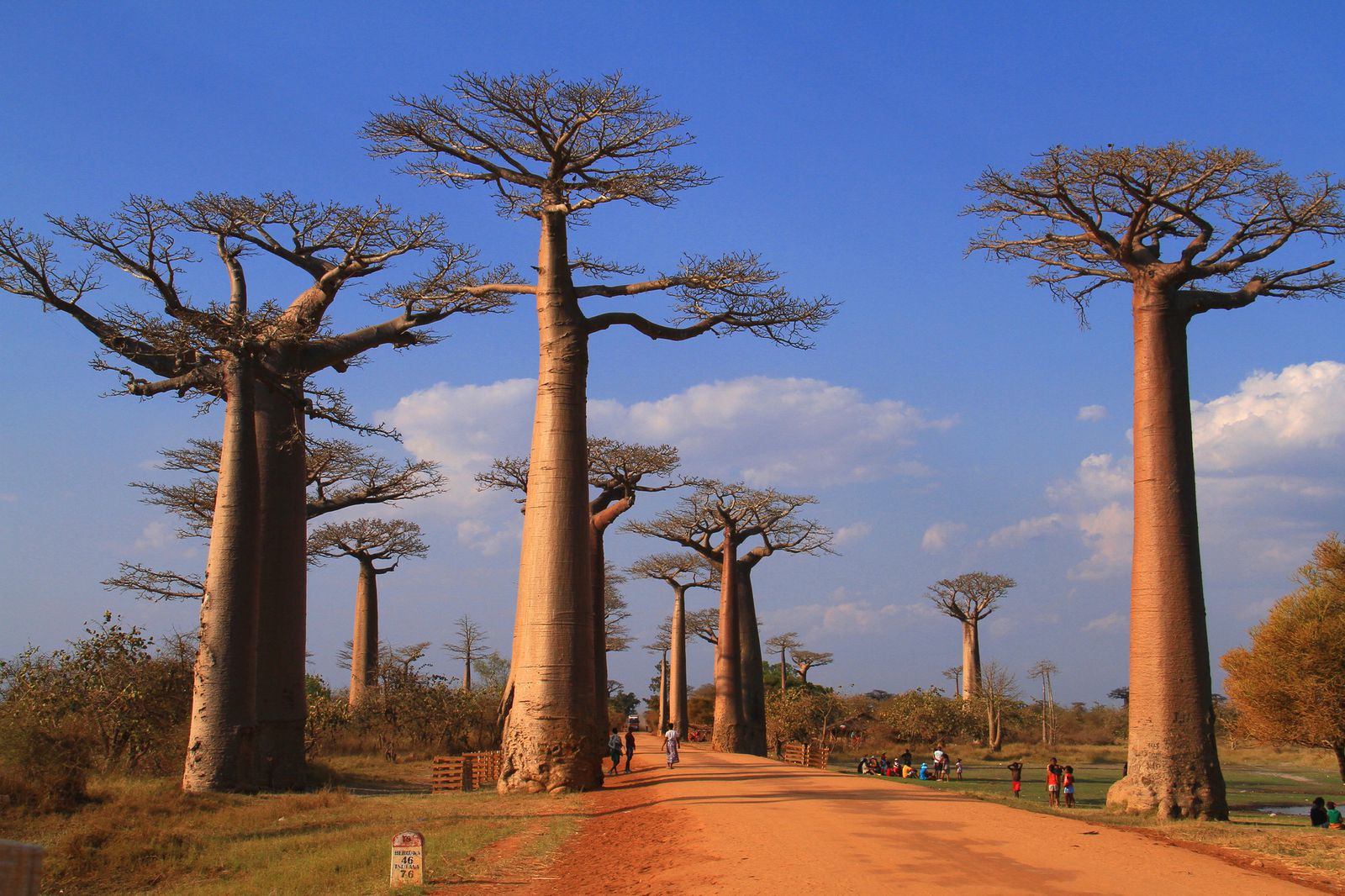 星の王子様の世界がここに マダガスカルの巨木が立ち並ぶ バオバブの並木道 Retrip リトリップ