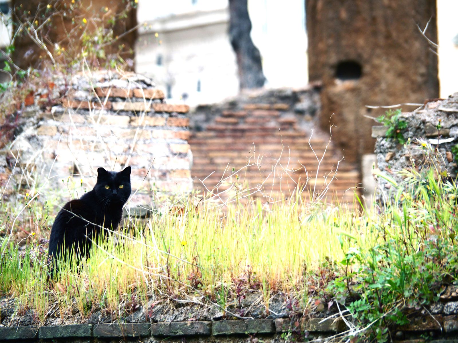 猫だらけのローマの遺跡 トッレ アンジェリーナ広場 で癒されたい Retrip リトリップ