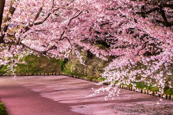 死ぬまでに絶対見たい 美しすぎる47都道府県 桜の名所 総まとめ Retrip リトリップ