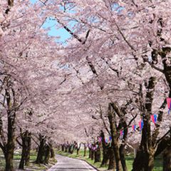 今年の春は群馬へお花見ドライブを 群馬県の 赤城南面千本桜 が気になる Retrip リトリップ