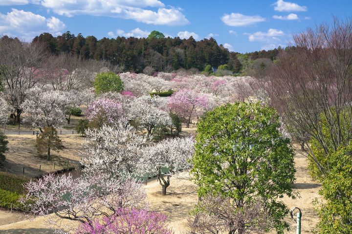 花見で心を温かく。関東の“2月から花見を楽しめる”7つのお出かけスポット