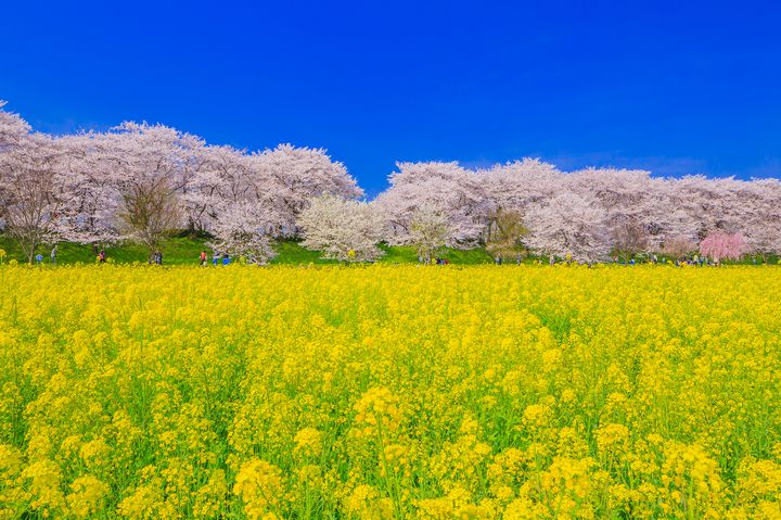 黄色に輝く眩しい絶景がここに。関東地方にある“菜の花畑”10選