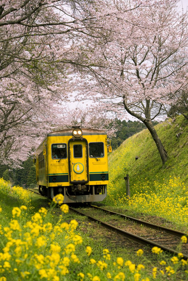 春だけ会える絶景 関東近郊の 菜の花 桜 のおすすめ絶景スポット10選 Retrip リトリップ